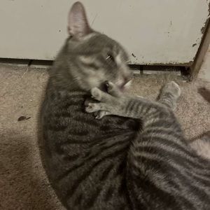 Meet your Posher, Merry